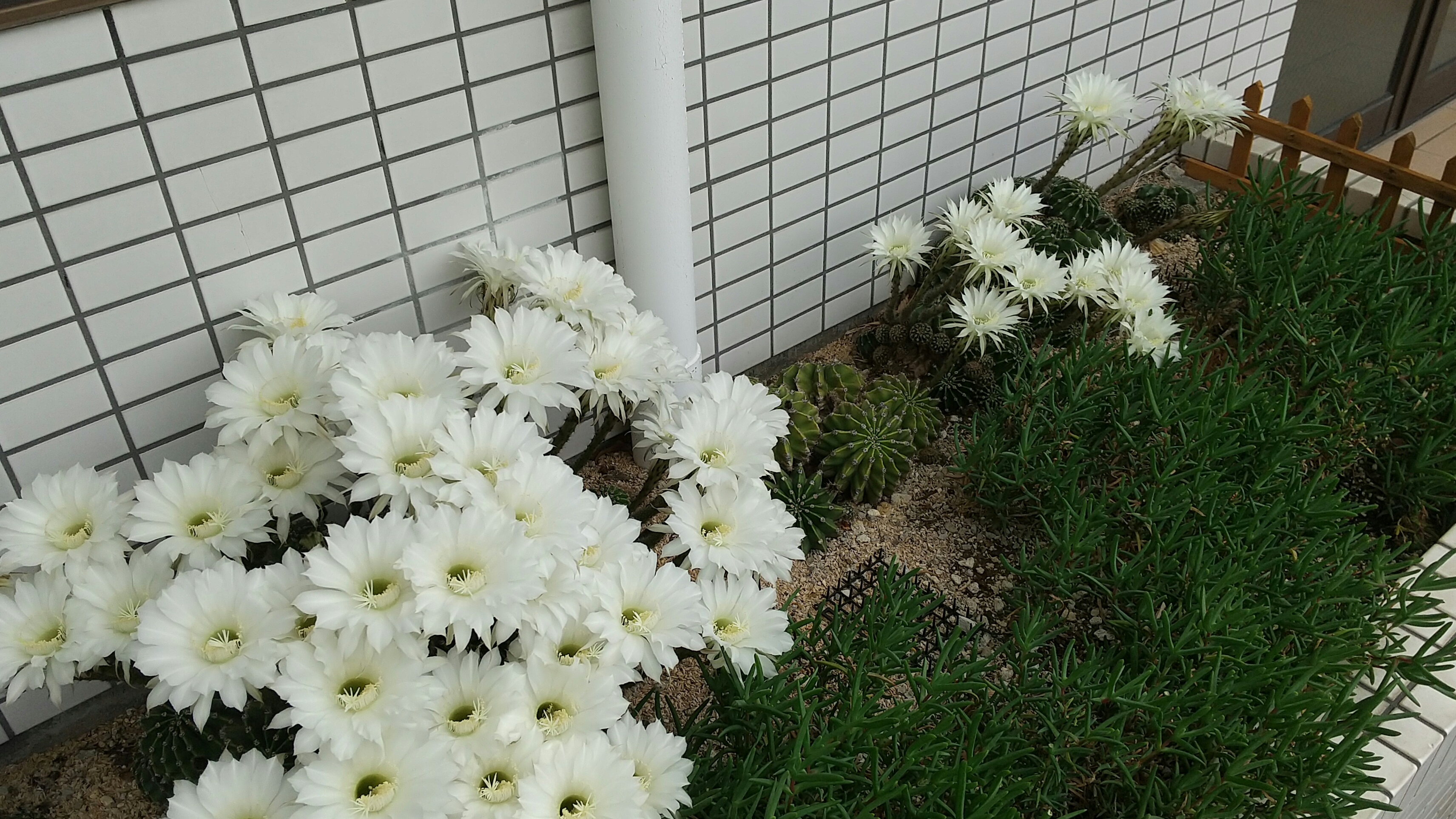 新着情報の画像