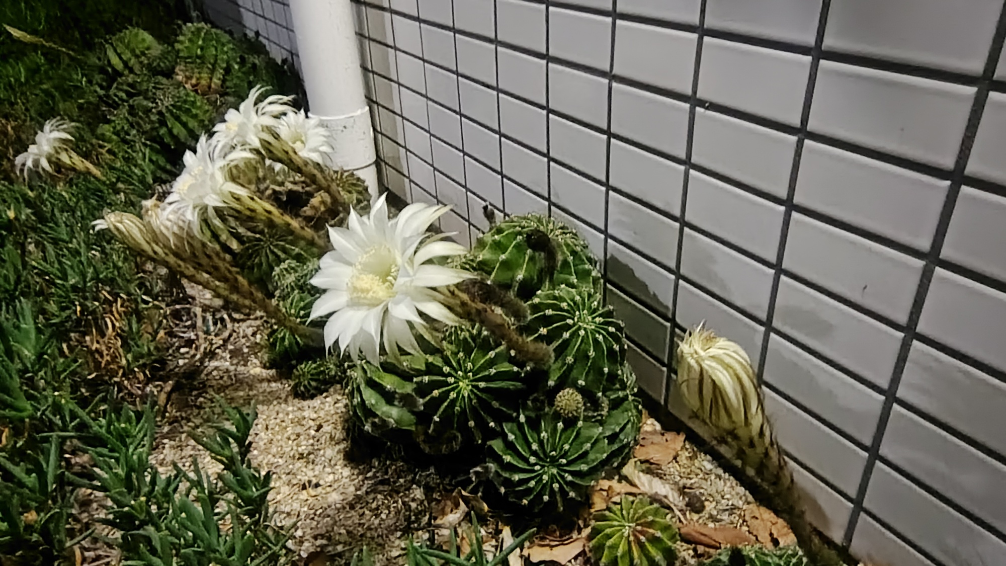 新着情報の画像