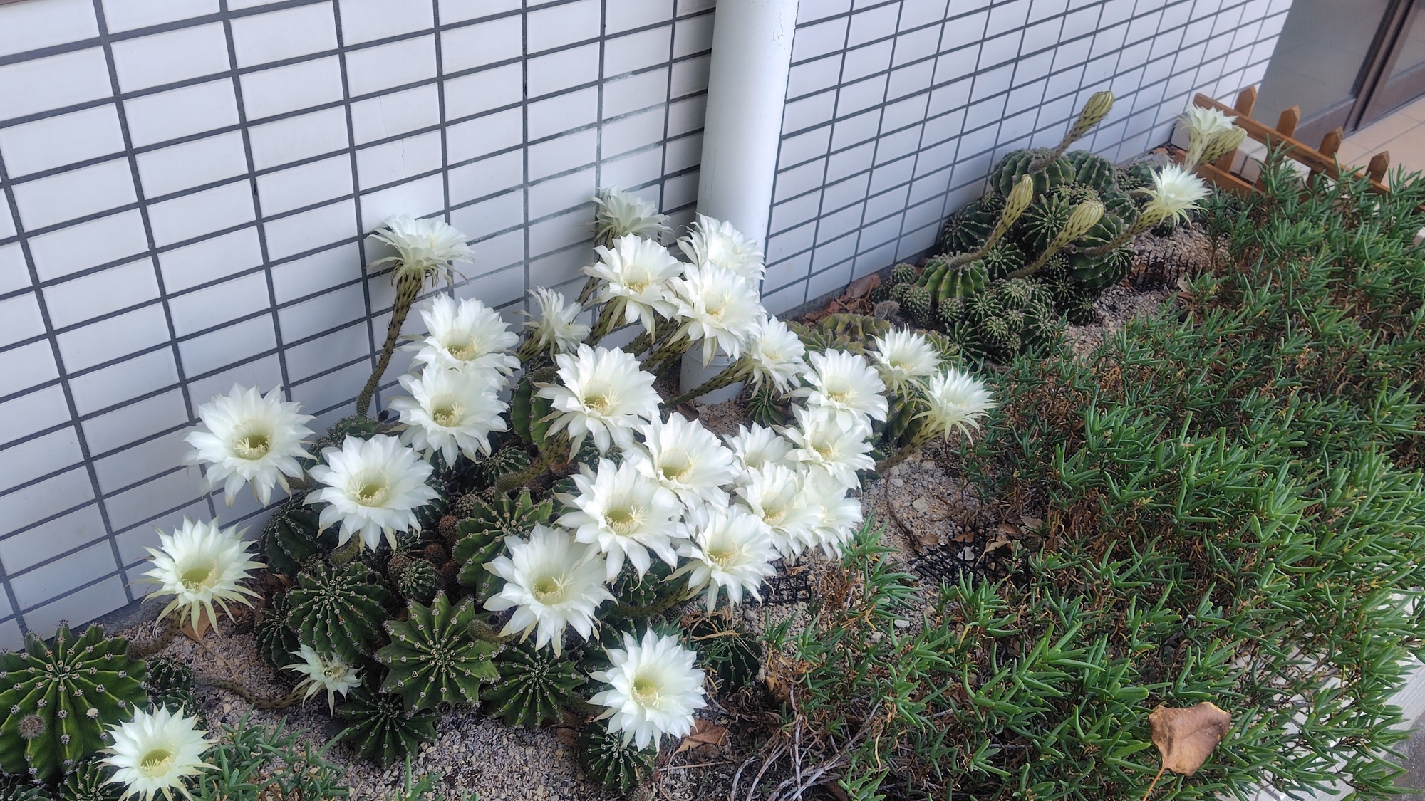 新着情報の画像